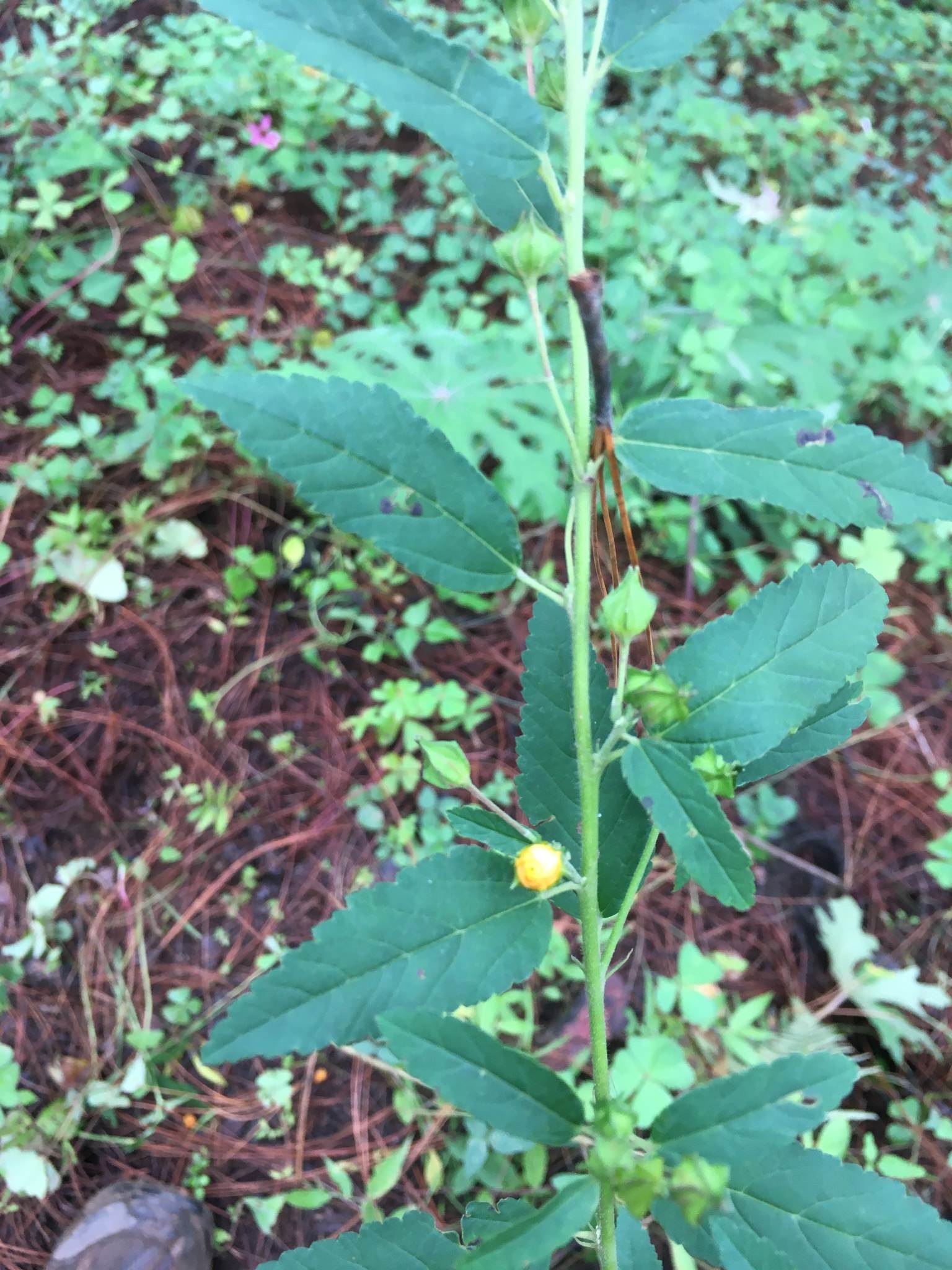 Sida rhombifolia